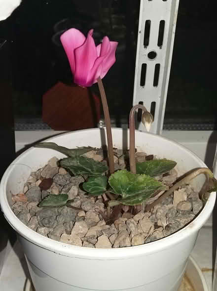 Photo of free cyclamen plant (Central Preston PR2) #1