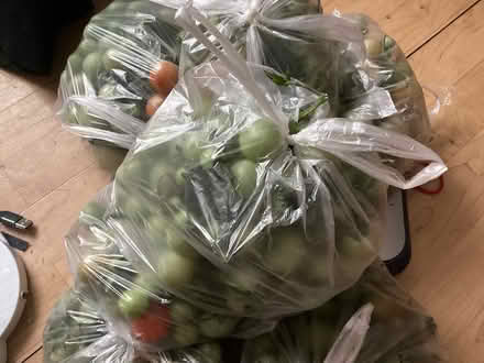 Photo of free Cherry Green Tomatoes for chutney (IP32 Fornham Road area) #1