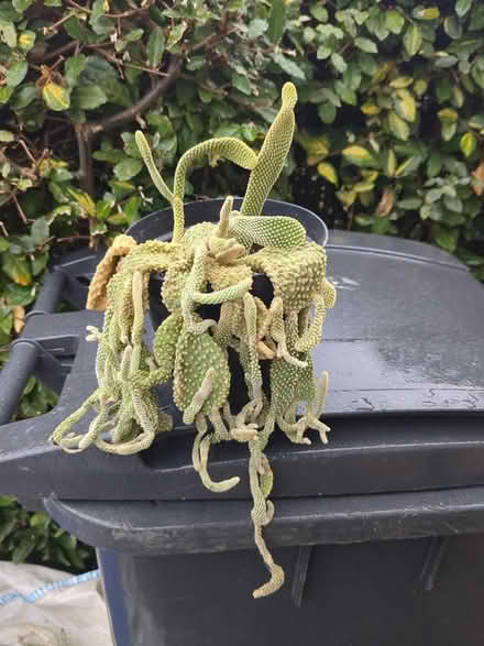 Photo of free Various cacti (Liphook GU30) #1