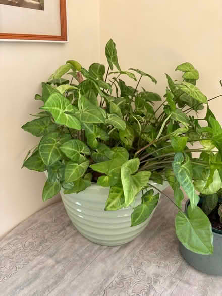 Photo of free Goosefoot plant (Cox Green SL6) #1