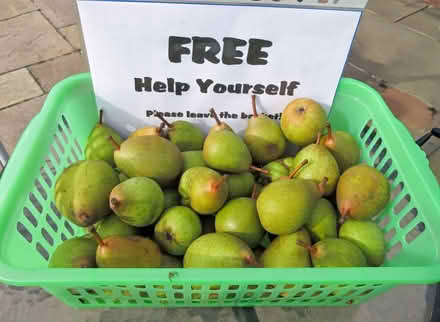 Photo of free Conference Pears (Beccles NR34) #1