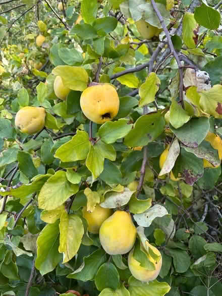 Photo of free Quinces (Eastbourne BN20) #2