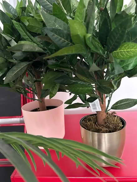 Photo of free 4 x Artificial Plants (Wolverhampton WV10) #2