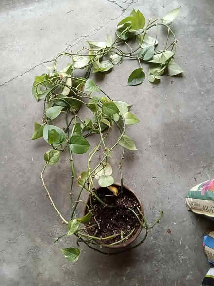Photo of free Houseplants (Hawthorne Hills in NE Seattle) #3