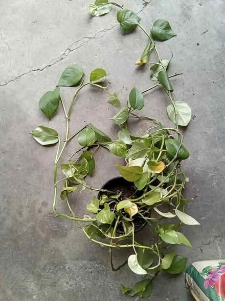 Photo of free Houseplants (Hawthorne Hills in NE Seattle) #2