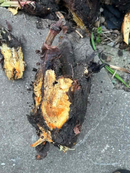 Photo of free Rhubarb crowns to plant (CT11) #1