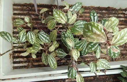 Photo of free Houseplants (Hawthorne Hills in NE Seattle) #4