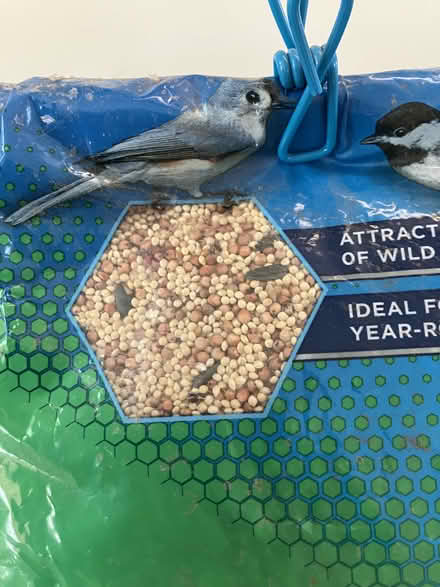 Photo of free Birdseed for wild birds (Lakewood Village) #1