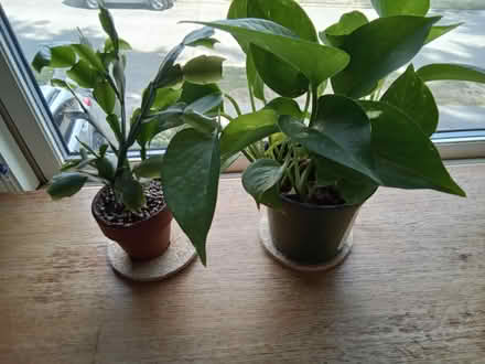 Photo of free Houseplants (Hawthorne Hills in NE Seattle) #1