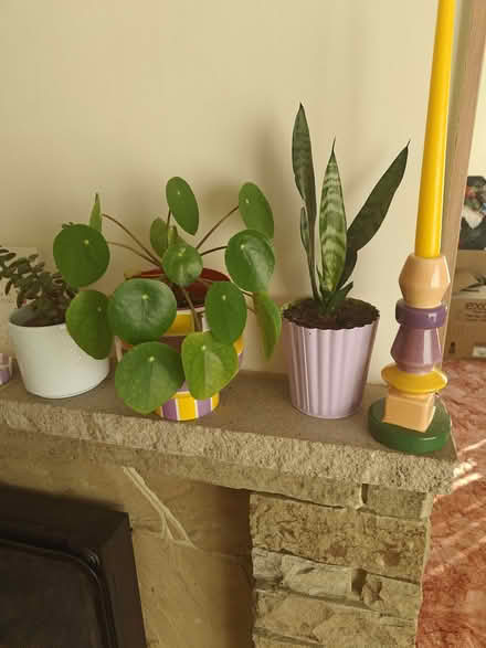 Photo of Any House plants (Hampden Park BN22) #1