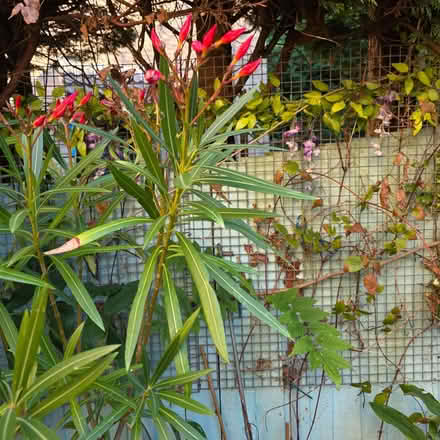 Photo of free Oleander Mediterranean plant in planter (Clive Vale TN35) #2