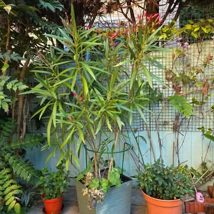 Photo of free Oleander Mediterranean plant in planter (Clive Vale TN35) #1