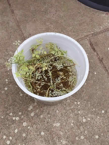 Photo of free Marginal pond plant (Broomfield CM1) #1