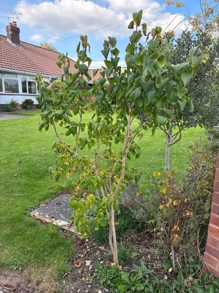Photo of free Lilac shrub (Rowlands Castle PO9) #1