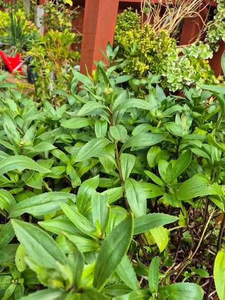 Photo of free Garden plants (Sutton Hill TF7) #1