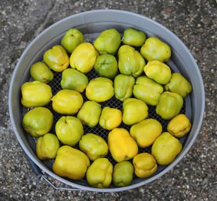 Photo of free Quince (Old Heath CO2) #1