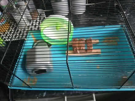 Photo of free Hamster cage (Iver Heath SL00BZ) #1