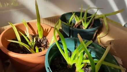 Photo of free baby aloe vera (Maybury Hill GU22) #2