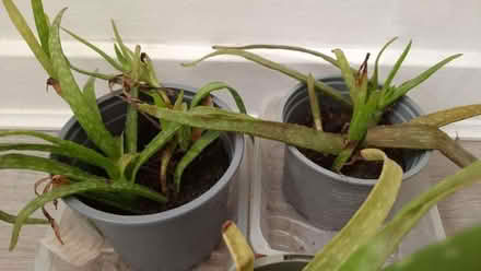 Photo of free baby aloe vera (Maybury Hill GU22) #1