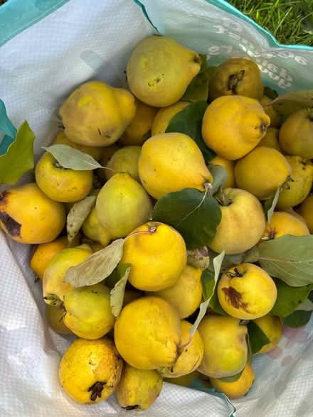 Photo of free Quinces (Eastbourne BN20) #1
