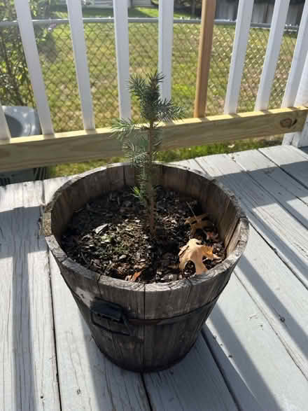 Photo of free Spruce sapling (Parsippany) #2