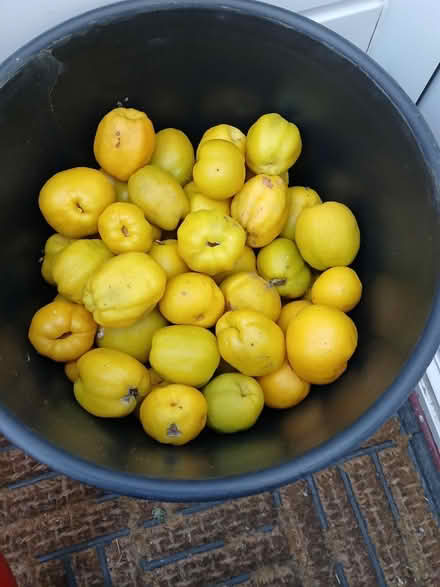 Photo of free A bucket of quince (Southdown BA2) #1