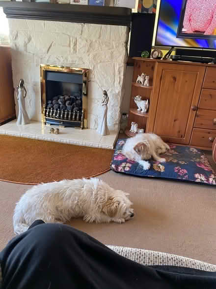 Photo of free Protein slimming drink (Belper DE56) #1