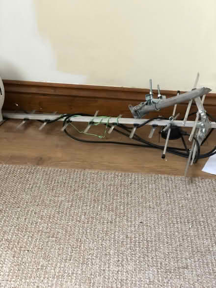 Photo of free Ariel (Blacksnape BB3) #1