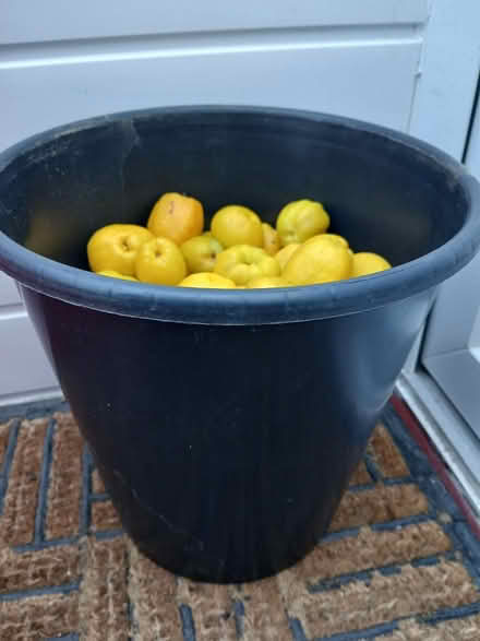 Photo of free A bucket of quince (Southdown BA2) #2