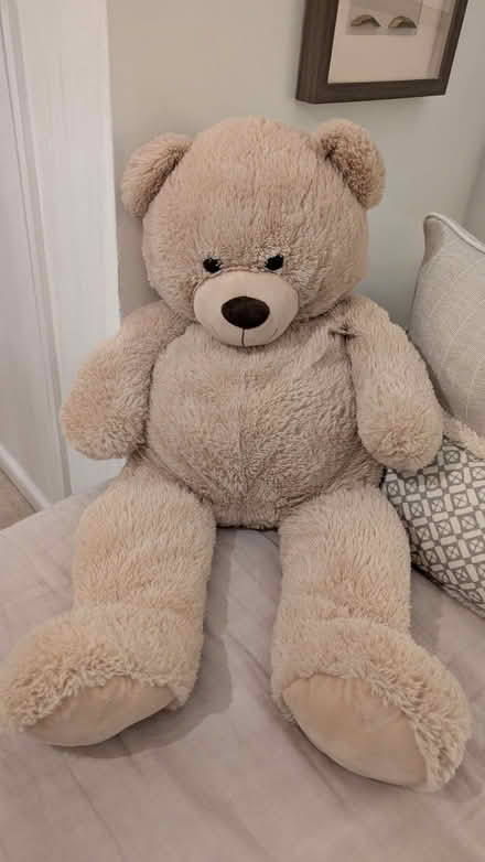 Photo of free Large teddy (Wickham PO17) #1