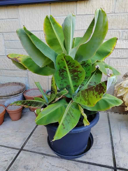 Photo of free Large Banana Plant (Cirencester GL7) #2