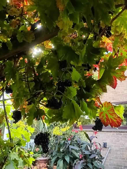 Photo of free Black grapes for wine making (Wansford) #2