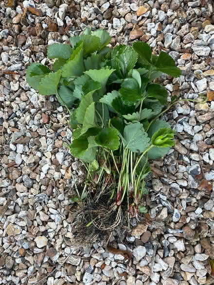 Photo of free Florence strawberries (TQ12 4SN) #2