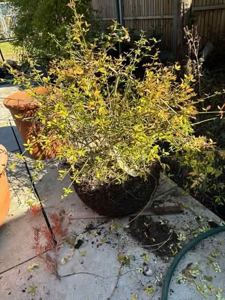 Photo of free Winter jasminum yellow flowers jasminum nudiflorum (Carshalton SM1) #1