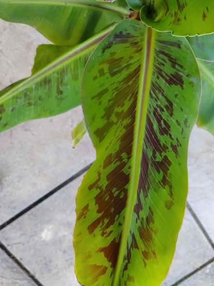 Photo of free Large Banana Plant (Cirencester GL7) #1