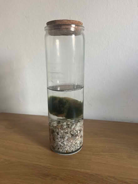 Photo of free Moss balls (CR7) #1
