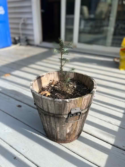 Photo of free Spruce sapling (Parsippany) #1