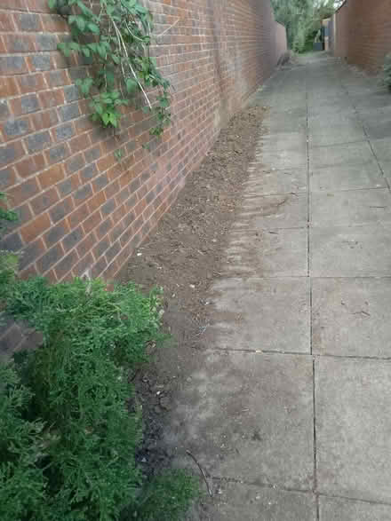 Photo of Offshoots of outdoor flowers (Springfield , MK6) #1