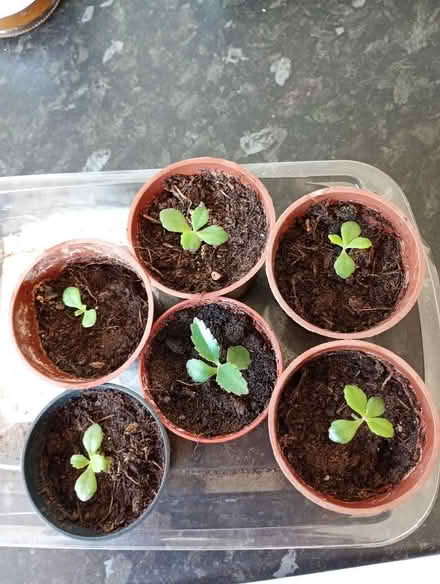 Photo of free Mother of Thousands baby plants. (Temple Cowley OX4) #1