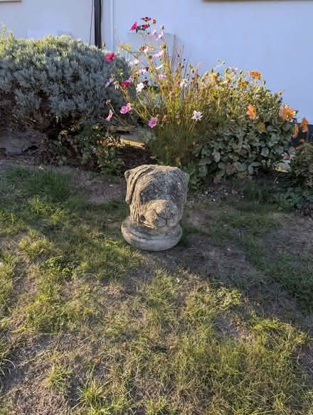 Photo of free Cement Dog's Head (ME9) #1