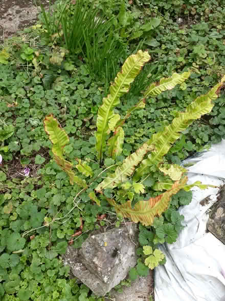 Photo of free Small fern of some kind (Westbury Fields BS9) #1