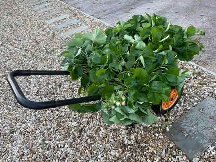 Photo of free Florence strawberries (TQ12 4SN) #1