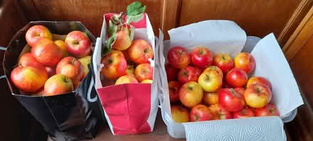 Photo of free Apples from garden (Harrogate HG2) #2