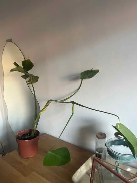 Photo of free Monstera cheese plant (CR7) #1