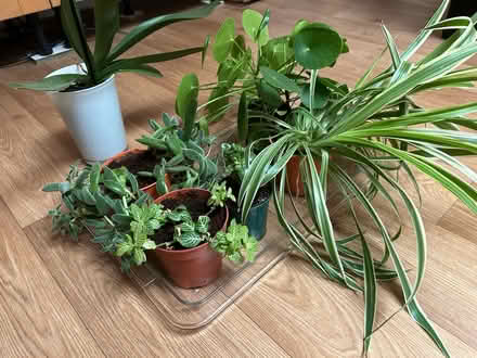 Photo of free House plants (Hitchin SG4) #2