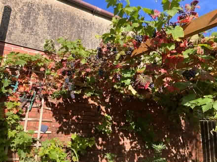 Photo of free Grapes (Okehampton) #3