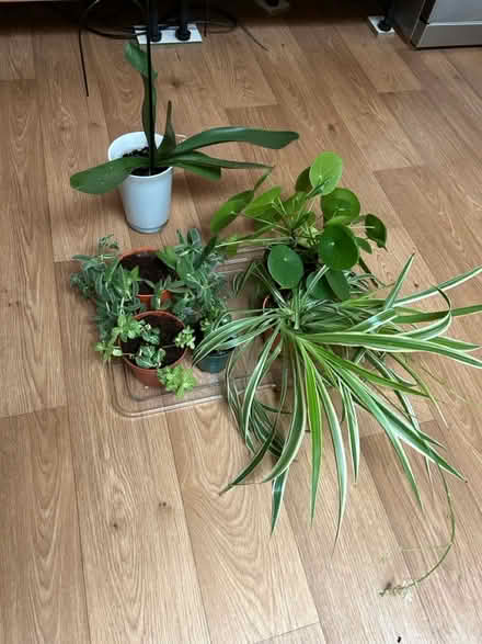 Photo of free House plants (Hitchin SG4) #3
