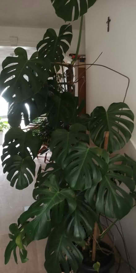 Photo of free Monstera deliciosa (S6) #1