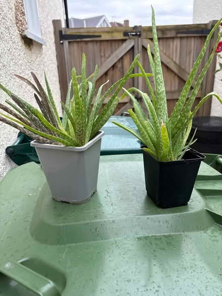 Photo of free Aloe Vera (Ashford, Surrey TW15) #1