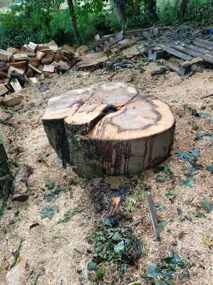 Photo of free Large piece of Norway maple (North Hinksey OX2) #1
